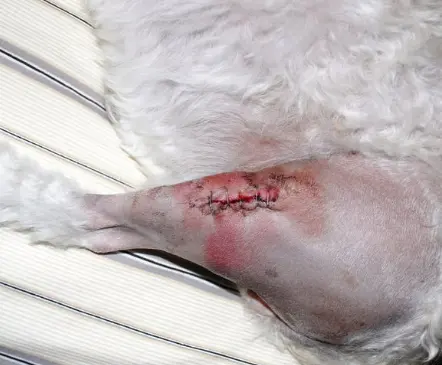 강아지 골절 종류, 증상, 수술 후 관리법 총정리