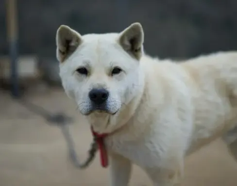 진돗개 입양 까다로울까? 성격, 수명, 특성 총정리
