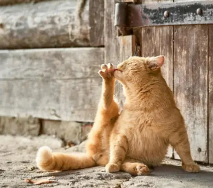 고양이가 털 핥는 이유, 단순한 습관일까? 오버 & 언더 그루밍의 위험 신호!