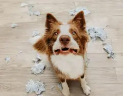 강아지 분리불안 예방, 혼자 놀기 훈련법은?