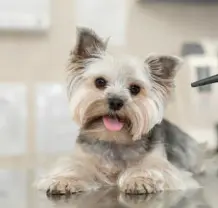 14살 노견 스케일링과 발치 치과 수술 전, 후 관리법