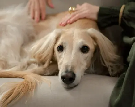 강아지 다리 떨림 6가지 원인과 대처법