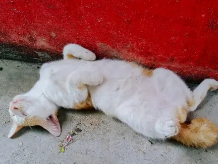 고양이 자세 의미 숨겨진 비밀 신호 5가지 파악하기