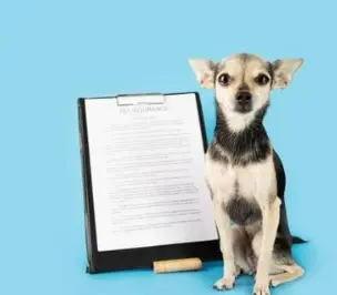 KB 펫보험 강아지 보험 동물등록증 할인 후기