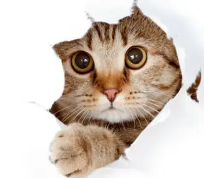 우리 고양이 발정기, 언제 오고 어떤 신호일까요? 그리고 중성화는요?