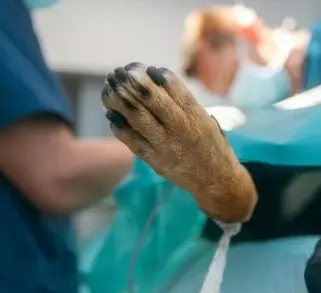 강아지 십자인대 파열 증상, 수술비 총정리