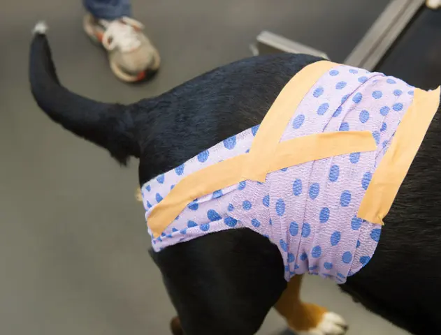 강아지 다리 절뚝? 보호자가 꼭 알아야 할 5가지 이유와 대처법