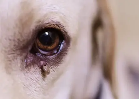 강아지 눈 주변 냄새, 왜 날까? 눈 영양제로 해결 방법까지