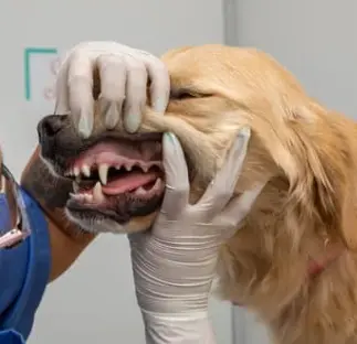 강아지 입냄새, 왜 생기고 어떻게 없앨까? 5가지 관리 팁