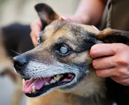 강아지 눈 밑, 위, 한쪽 부음, 위치별 원인부터 관리 팁
