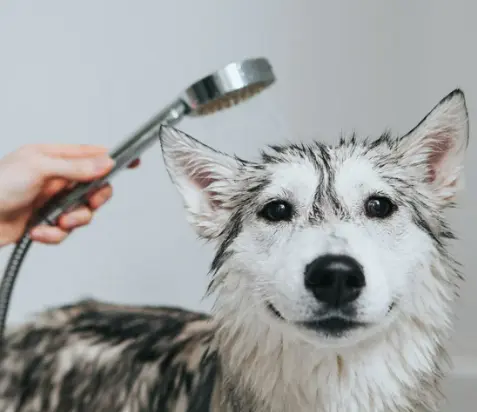 강아지 목욕 물 온도, 화상 위험 없는 황금 온도 측정법