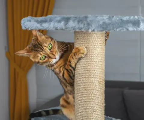 고양이 링웜 증상, 원인, 치료, 예방 총정리 원형탈모 무슨일?