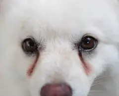 우리 강아지 눈곱, 괜찮은 걸까? 색깔로 알아보는 건강 적신호!