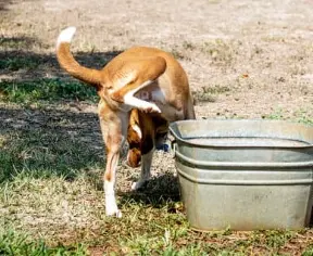 강아지가 혈뇨를? 방광염과 결석 원인, 증상, 예방법 총정리