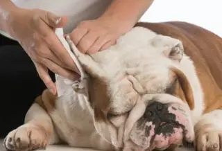 강아지 귀 진드기 검은 찌꺼기 원인, 증상 및 치료법