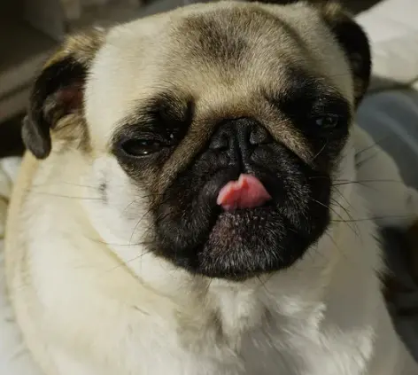 강아지 눈 다래끼 그냥 두면 안되는 이유. 증상, 원인, 치료 총정리