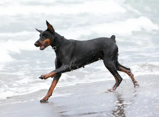 도베르만 성격, 털빠짐 질병 등 완벽 정리