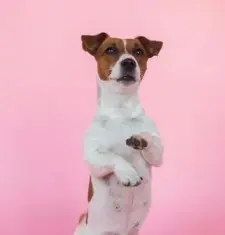 강아지 다리 절뚝거린다면? 이 글 놓치면 수술까지..