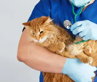 고양이 신부전 증상과 원인 놓치기 쉬운 신호들 총정리