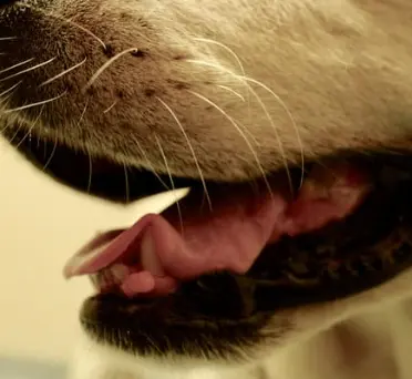 강아지 구강 종양 초기 증상부터 치료법 총정리