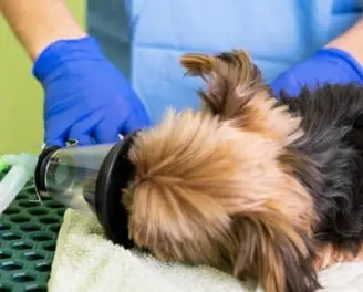 강아지 스케일링 주기와 필요성 마취 괜찮을까요?