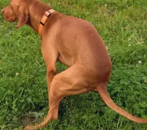 강아지 산책 준비물 리스트 필수 용품 추천