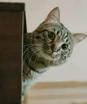 고양이 꿈 해몽 길몽 흉몽 재물운 총정리