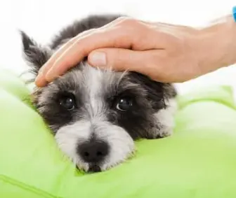 강아지 꿈해몽 상황별 의미 총정리 (길몽 vs 흉몽)