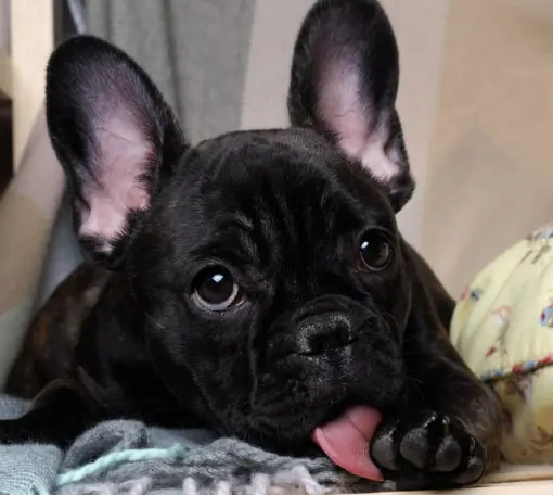 강아지 발 핥는 이유 스트레스 대처법