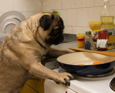 강아지 수제 계란 간식 레시피 주의사항