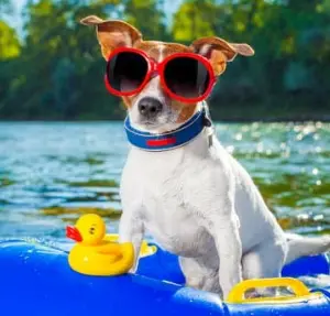 경기도 강아지 동반 여행지 추천 6곳