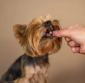 강아지 식기 높이와 올바른 밥 먹는 자세
