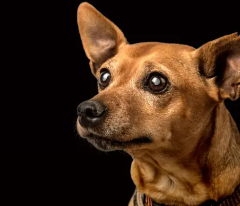 강아지 백내장 수술비용 현실은? 증상·예방법 보호자 가이드