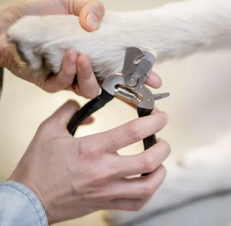 강아지 발톱 자르기 깍기 방법 및 주의사항