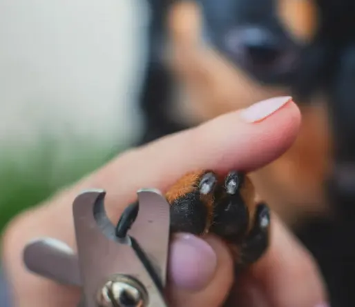 강아지 며느리발톱, 그냥 둬도 괜찮을까요? 관리, 제거, 수술 총정리