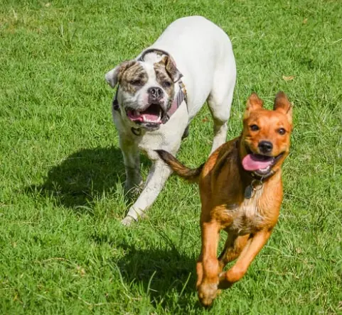 강아지 하루 놀이 시간 및 운동량 기준 [나이, 견종별]