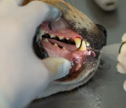 강아지 치석제거 치약 20개 넘게 분석해본 결과