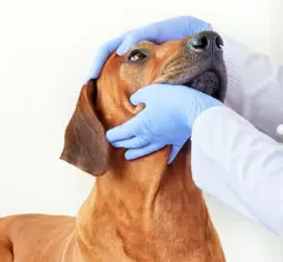 강아지 눈이 침침? 시력 테스트 5가지 및 저하 신호