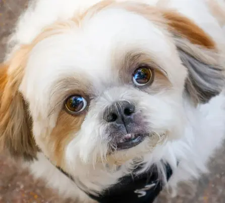 강아지 녹내장 증상, 수술 필수인가? 예방 및 치료법 한 번에 정리