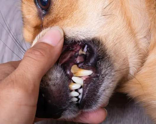 강아지 잇몸 염증, 왜 생기고 어떻게 관리해야 할까?