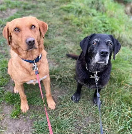 강아지 수명 단축시키는 건강관리 실수 5가지 초보 견주 필독