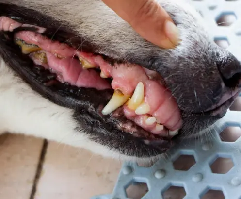 강아지 설탕 섭취 치명적 위험 [증상, 대처 방법]