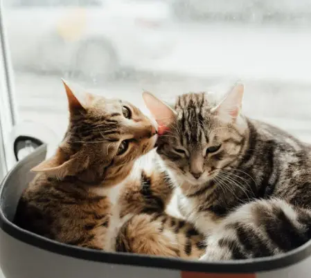 고양이가 털 핥는 이유, 단순한 습관일까? 오버 & 언더 그루밍의 위험 신호!