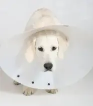 14살 노견 스케일링과 발치 치과 수술 전, 후 관리법