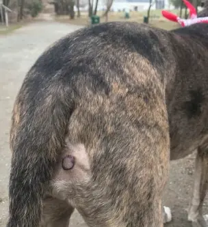 강아지 몸에 혹? 악성종양 구분 세포검사 후기