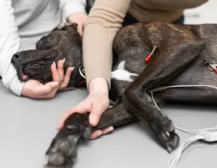 강아지 퇴행성 관절염 증상 및 관리 방법은 이렇게