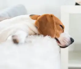 강아지 무기력? 에디슨병 증상 원인 및 치료법