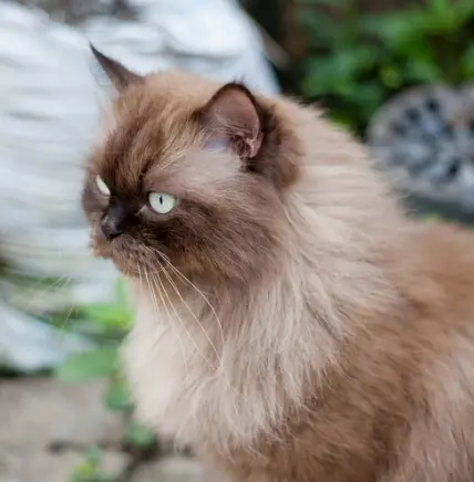 먼치킨 유전병 특징 성격 짧은 다리 이유 입양 전 필독