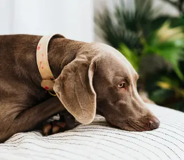 연령별 강아지 건강검진 추가 항목 추천 리스트 비용 및 가격