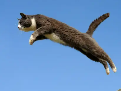 고양이 자세 의미 숨겨진 비밀 신호 5가지 파악하기